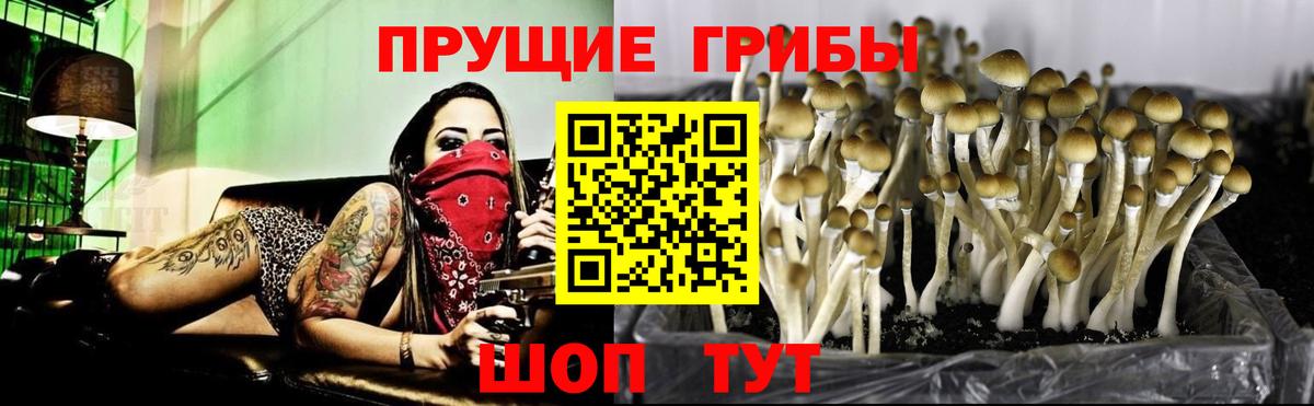 Галлюциногенные грибы прущие грибы Гурьевск